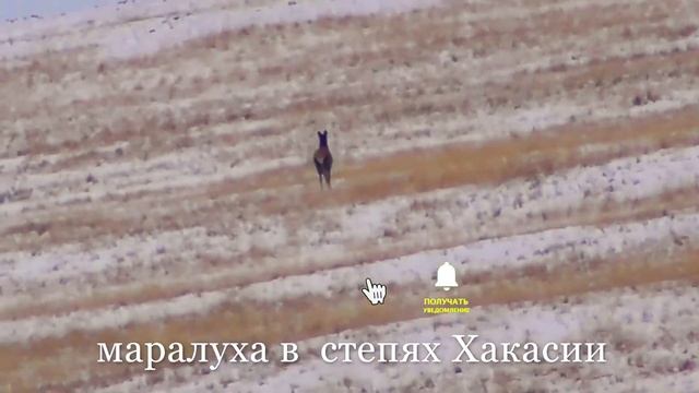 маралуха в степях Хакасии,Усть -Абаканский район. смотреть онлайн