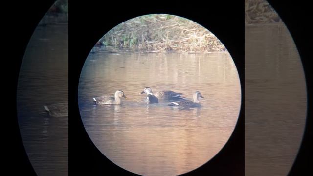 물닭 Coot (With Svbony SV41 Spotting Scope)