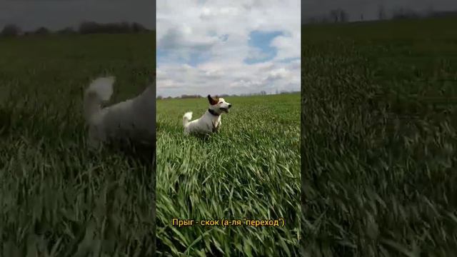 Прогулка на природе Джек Рассел терьера.🌹🥀🌾🌱🌄 смотреть онлайн