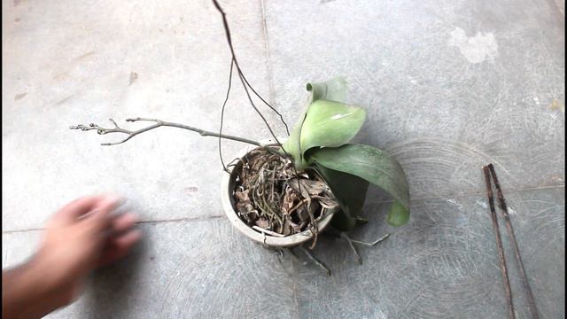 BEST Potting Mix For Orchid - SIMPLE but HIGHLY Effective! смотреть онлайн