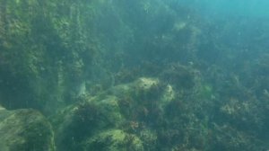 Архипо-Осиповка. Прохоровский пляж . Съёмка под водой.