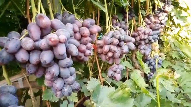 КУМИР И ВЗЛЁТНАЯ ПОЛОСА! ДВЕ ОЧЕНЬ СТОЯЩИЕ ФОРМЫ!ТЕЛ.+79054033245,WhatsApp и Viber +79528500417. смотреть онлайн