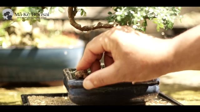 56) How to care for Chinese Pepper Bonsai, Zanthoxylum beecheyanum - Bonsai Trees for Beginners смотреть онлайн