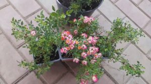 Мини роза Кьюти Пай!