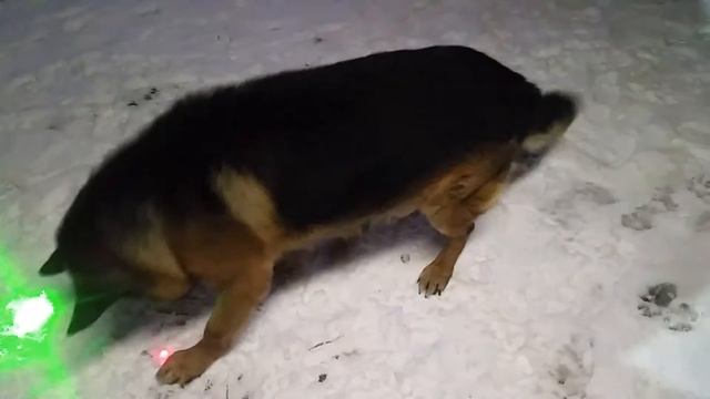 Собачий цвет...Зелёный или красный...? смотреть онлайн