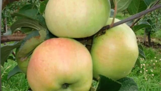 Яблоня Богатырь - ОПИСАНИЕ, ХАРАКТЕРИСТИКА смотреть онлайн