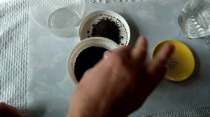 Эксперимент ромашка аптечная  Взойдет ли