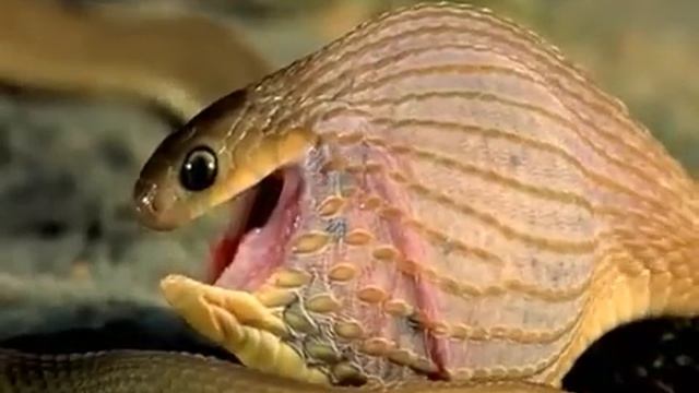 Шок! Змея поедает яйцо, превосходящее ее по размеру.