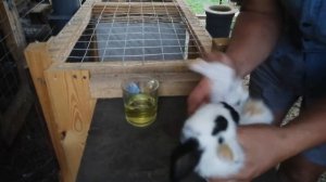 Лечим насморк у кроликов