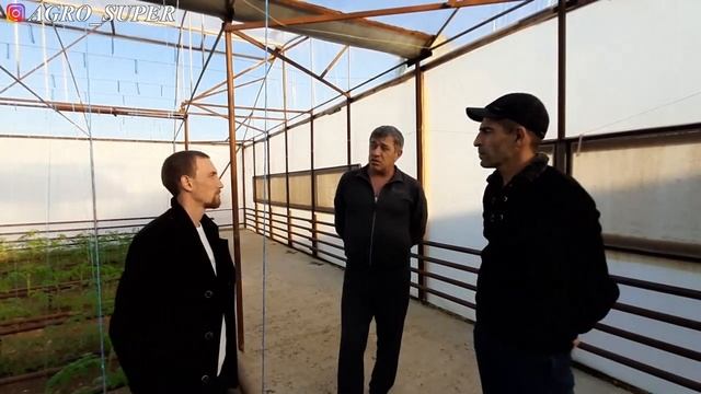 Томат Мэй Шуай 16,5 килограмм с квадратного метра в 1 обороте смотреть онлайн