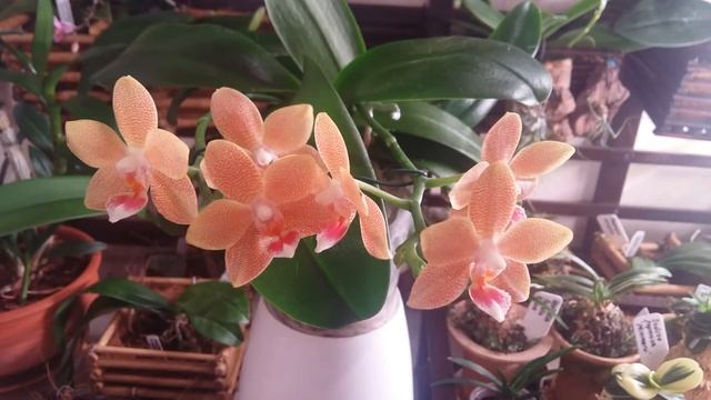 PHALAENOPSIS TABLE MASTERPIECE - описание и основы ухода смотреть онлайн