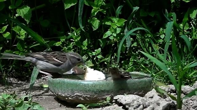 Занимательные воробьи