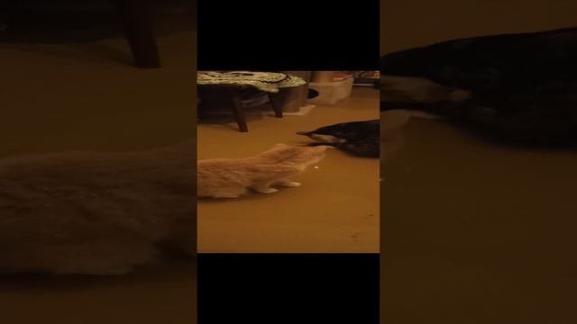 VID_20230310_223921.mp4 смотреть онлайн