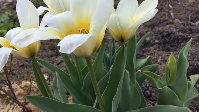 Тюльпан Грейга "White fire" (Greigii tulips "White fire") смотреть онлайн