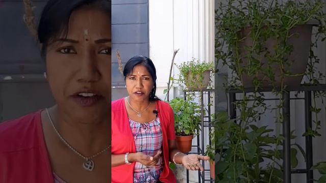 Brahmi The Wonder Herb from India смотреть онлайн