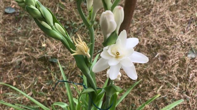 Tubéreuse Polianthes tuberosa 'La Perle' Une candeur parfumée. смотреть онлайн