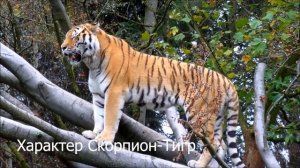 Характер: Скорпион в год Тигра (Скорпион-тигр)