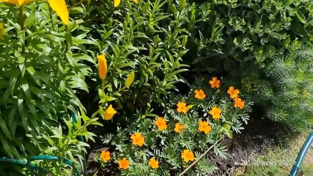 ДАЧА 2022 | Наша дача в июне