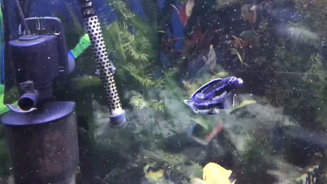 Maingano Cichlids Breeding смотреть онлайн