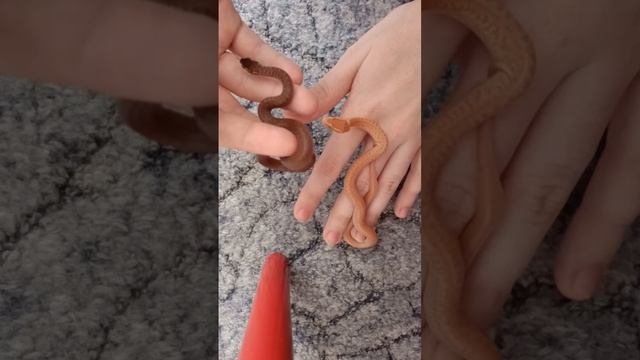 ПД у Африканских домовых змей #змея #рекомендации #рептилии #snake #змеявруках #рептилия #reels смотреть онлайн