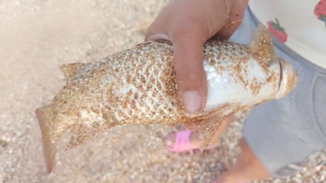 Где самая лучшая рыбалка? Азовское море нас сильно удивило смотреть онлайн