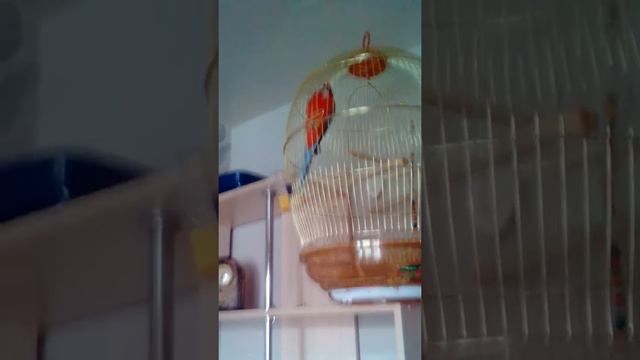 Попугай пытается открыть открытую клетку! смотреть онлайн