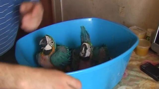 Кормление птенцов сине желтого ары возраст 44 и 47 дней смотреть онлайн