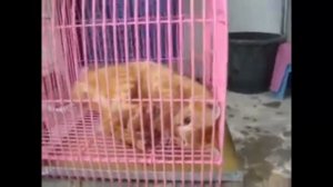 Бешенство у животных, летальные случаи Rabies in animals