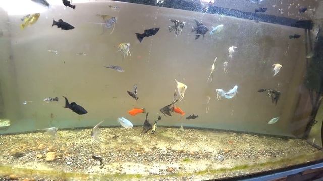 Кто то поедал гуппи смотреть онлайн