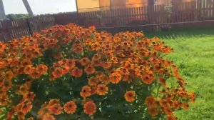 Как Выращивать Многолетний ГЕЛЕНИУМ, а также Посадка и Уход