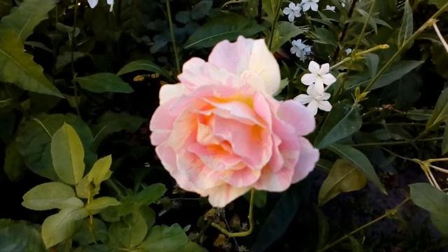 Аромотерапия,цветет душистый табак.??? Август 2018 # мой сад # табак смотреть онлайн