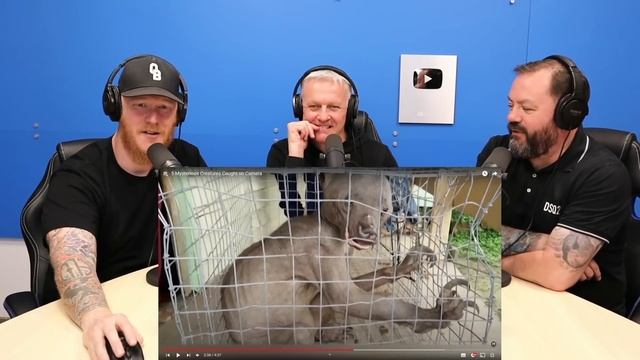 5 Mysterious Creatures Caught on Camera | OFFICE BLOKES REACT!! смотреть онлайн