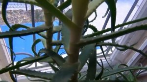 Столетник или Алоэ Древовидное (Alóe arboréscens). Краткое описание, свойства и применение.