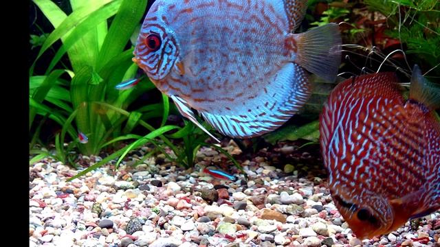 Аквариумная рыбка Дискус/ Discus