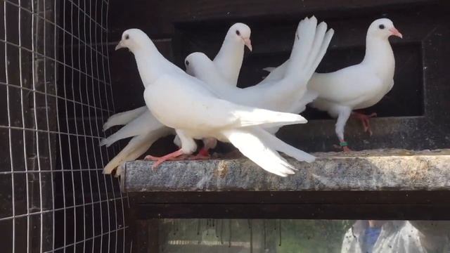 голуби бакинские широкохвостые 2021 год 8903-445-16-65 Ставрополь смотреть онлайн