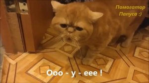 Говорящие коты! Лучшая подборка №21