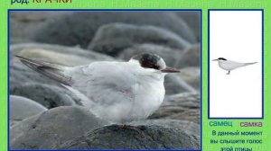 Крачка. 1 часть. Голоса птиц