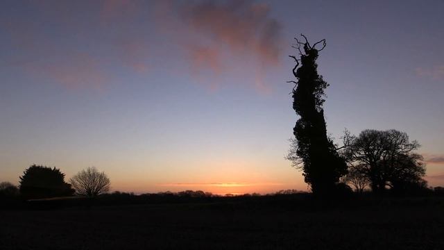 Tales From The Twisted Tree No. 3 смотреть онлайн