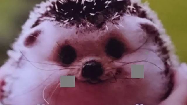 Топ ёжиков для сдачи батарейка смотреть смотреть онлайн