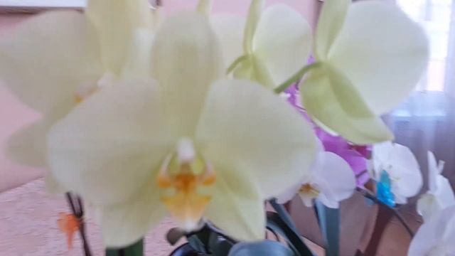 Орхидея ALASSIO - красотка в моей коллекции. / The ALASSIO orchid is a beauty in my collection. смотреть онлайн