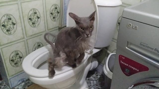 Кот ходит на унитаз 2 смотреть онлайн