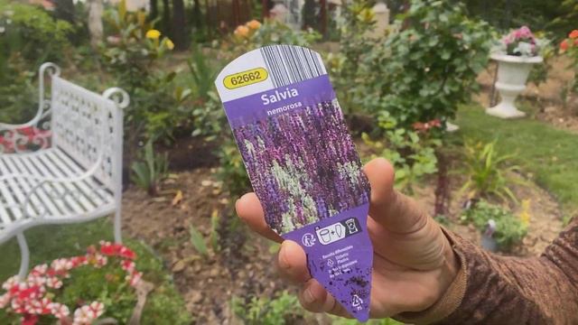 Breathtaking Garden Blooms Update Planting David Austin Judi Dench Roses & Safire Indigo Clematis!