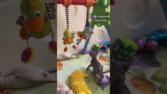 Продажа котят канадского сфинкса🍍😻 смотреть онлайн