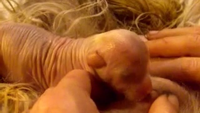 Первая в жизни еда китайского хохлатого голыша. смотреть онлайн