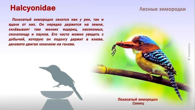 Зимородки. Инфографика о зимородках. Обыкновенный зимородок и многие другие. смотреть онлайн