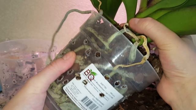 Корневая новых орхидей. Травим вредителей.