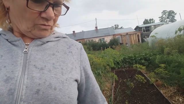 Засаживаю грядки седератами