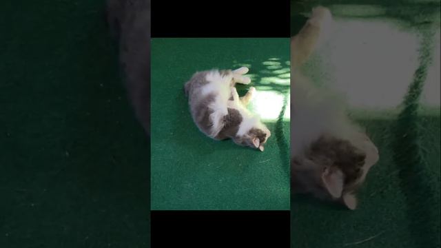 Bobtail des Kouriles , Kurilian bobtail, chat à pompon смотреть онлайн