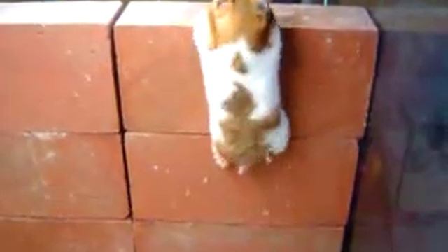 Паркур хомяка / Hamster`s Parkour смотреть онлайн
