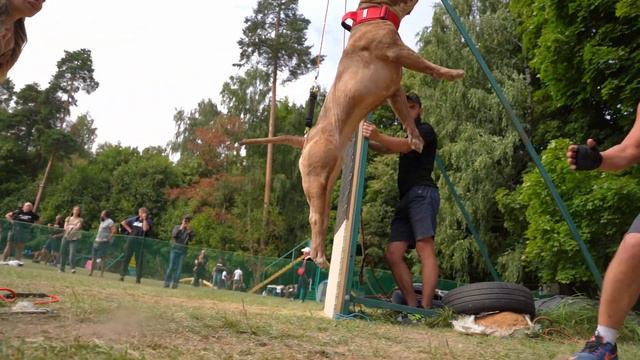 Dognik Bulls Runa. Jump'n'Gym Fest 2022. Vol. 2.0 смотреть онлайн